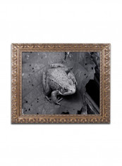Northern Green Frog Wall Art Black 11 x 14inch