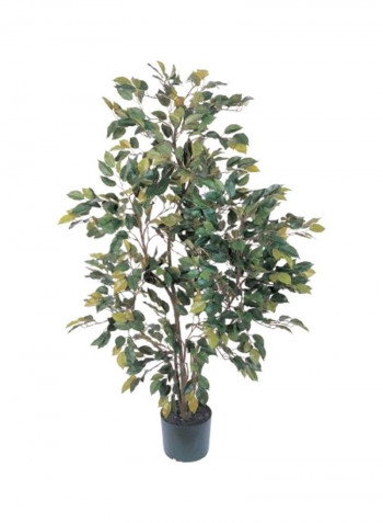 Ficus Silk Tree Green/Brown 4feet