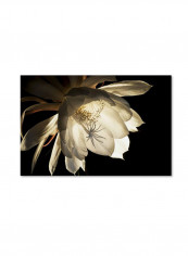 Midnight Portrait Canvas Wall Art Multicolour 16 x 24inch