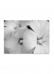 Sheer Malva Floral Design Canvas Wall Art Multicolour 18 x 24inch