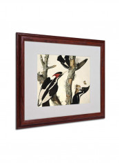 Ivory-Billed Woodpecker Matted Wooden Framed Wall Art Multicolour 16 x 20inch