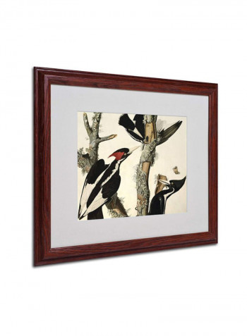 Ivory-Billed Woodpecker Matted Wooden Framed Wall Art Multicolour 16 x 20inch