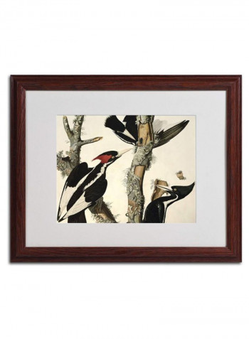 Ivory-Billed Woodpecker Matted Wooden Framed Wall Art Multicolour 16 x 20inch
