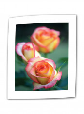 Rose Trio Canvas Art Multicolour 32 x 48inch