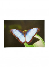 Blue Morpho Canvas Wall Art Multicolour 16 x 24inch