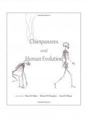 Chimpanzees And Human Evolution Hardcover 1