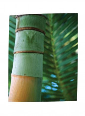 Bamboo And Fern Canvas Wall Painting Green/White/Brown 3.5x16x11inch