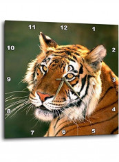 DPP 88203 3 California Bengal Tiger At Wildlife Waystation Wall Clock Multicolour 15x15inch