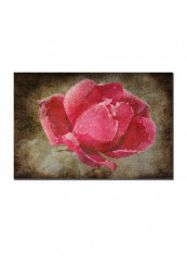 Frosted Rose Canvas Wall Art Multicolour 16 x 24inch