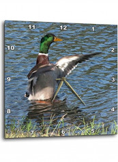 Male Mallard Duck Printed Wall Clock Multicolour 15x15x0.1inch