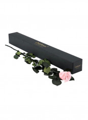 Infinite Statement Rose Pale Pink 73x19cm reviews Infinite Statement Rose Pale Pink 73x19cm