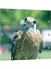Peregrine Falcon Wall Clock Multicolour 15 X 15inch
