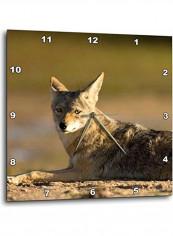 DPP 86792 3 Coyote Wildlife Scammons Lagoon Mexico  Wall Clock Multicolour 15x15inch