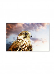 Falcon On Canvas Painting Multicolour 60x40centimeter