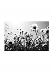 Camomile Field On Canvas Painting Black /White 60x40centimeter