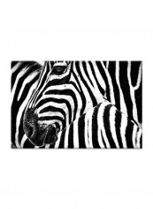 Zebra On Canvas Painting Black /White 60x40centimeter