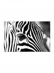 Zebra On Canvas Painting Black /White 60x40centimeter