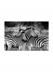Zebra On Canvas Painting Black /White 60x40centimeter