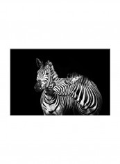 Zebra On Canvas Painting Black /White 60x40centimeter