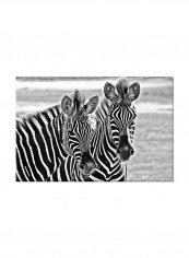 Zebra On Canvas Painting Black /White 60x40centimeter