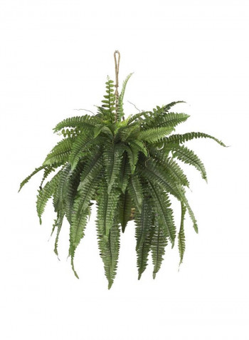 Boston Fern Hanging Basket Green
