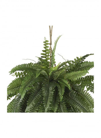 Boston Fern Hanging Basket Green