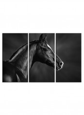 3-Piece Animal Theme Canvas Painting With Frame Multicolour 150X70centimeter