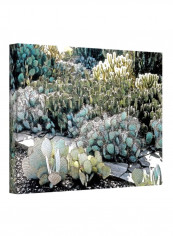 Desert Botanical Garden Gallery Wrapped Canvas Art Green/Blue/White 14x18inch