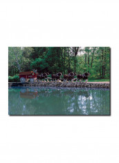 Clydesdales On Green Pond Canvas Wall Art Green 16 x 24inch