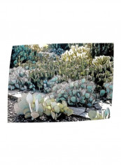 Desert Botanical Garden Canvas Wall Painting White/Green/Blue 36x48inch