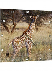 Baby Maasai Giraffe Wall Clock Multicolour 15 X 15inch