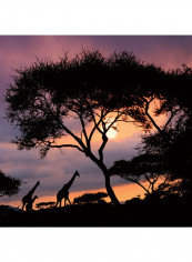 Milano African Safari Wallpaper Red/Black/Blue 400x280centimeter