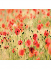 Milano Dream Of Poppies  Wallpaper Red/Light Green 400x280centimeter