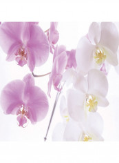 Milano Graceful Orchids Wallpaper Violet/White 400x280centimeter