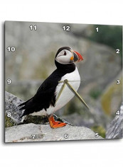Atlantic Puffin Bird Printed Wall Clock Multicolour 13x13x0.1inch