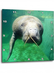 Manatee Wall Clock Multicolour 13x13inch reviews Manatee Wall Clock Multicolour 13x13inch