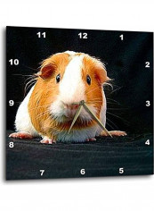 Guinea Pig Themed Wall Clock Multicolour reviews Guinea Pig Themed Wall Clock Multicolour