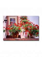 Geraniums On The Stairs Canvas Wall Art Multicolour 16 x 24inch