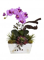 Orchid And Succulent Garden Plant Violet/Green/White