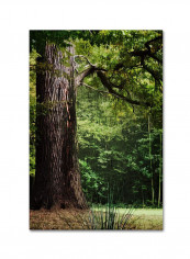 The Old Trunk Canvas Wall Art multicolour 12 x 19inch