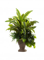 Mixed Cassava, Marginatum, Pothos And Bracken With pot Green