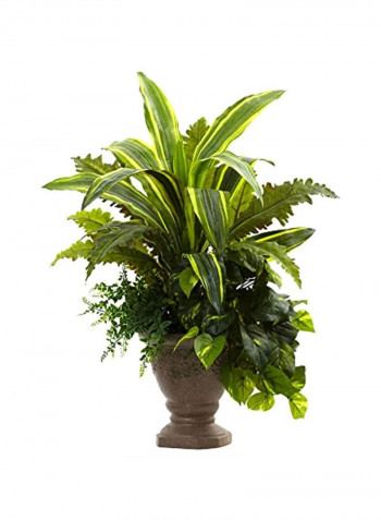 Mixed Cassava, Marginatum, Pothos And Bracken With pot Green