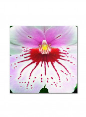 Mother Natures Imagination Orchid Canvas Wall Art Multicolour 18 x 18inch