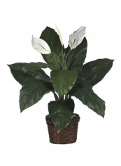 Silk Spathyfillum Flower With Pot Green/White