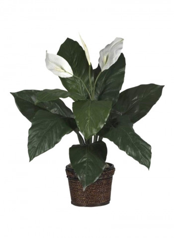 Silk Spathyfillum Flower With Pot Green/White