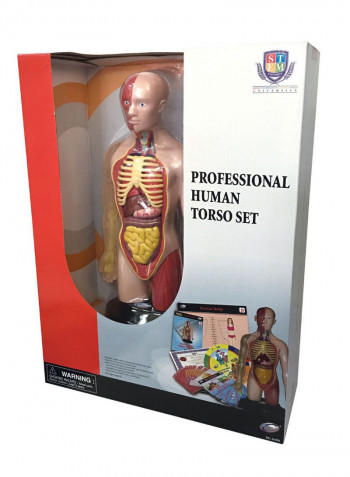 Professional Human Torso Set