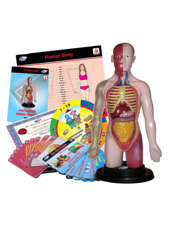 Professional Human Torso Set