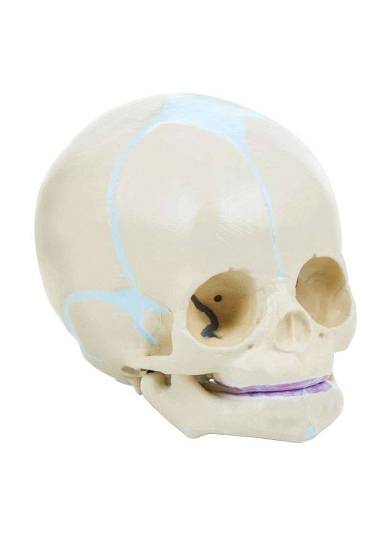 Movable Jaw Skull Model LZ0015
