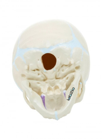 Movable Jaw Skull Model LZ0015