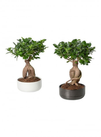 Potted plant with pot, bonsai, assorted colours, 22 cm multicolour 40cm